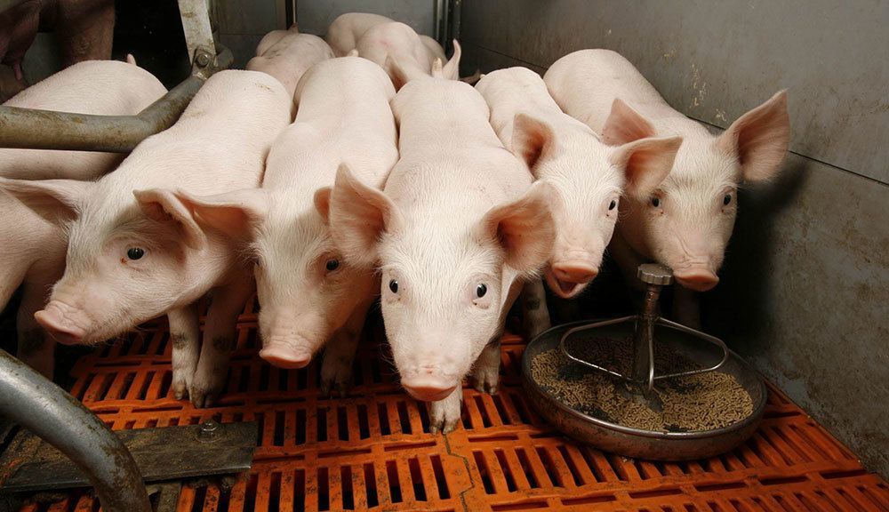 Минсельхоз планирует усилить контроль за распространением африканской чумы свиней