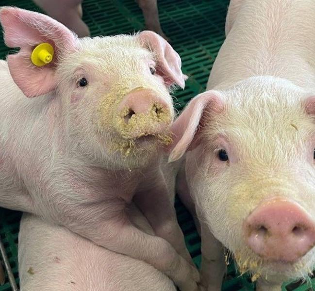 Как рынок кормов подрывает экономику хозяйств